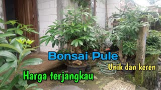 Pule bonsai and Sultan class shaved bonsai are suitable for collection at home