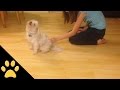 Ticklish dog scoots around the floor