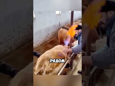 'Что случится, если у коровы накопится слишком много газа?!' 🔥🐄 #животные