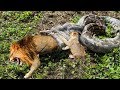 The Young Lion Tries To Save His Mother From The Python&#39;s Mouth | Lion vs Python, Hyena