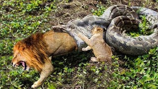 The Young Lion Tries To Save His Mother From The Python&#39;s Mouth | Lion vs Python, Hyena