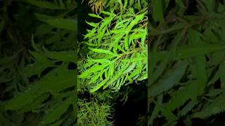 Greens Environment Rd