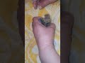 птенцы-голуби из гаража, 04.04.2024 г. в 09:07