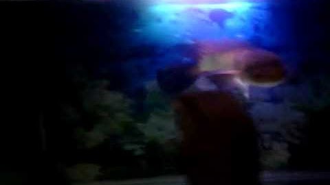 Channa blue maruloides