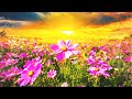 Happy Morning Music ➤ Spiritual Frequency Music 432Hz - Music For Meditation, Relaxing & Yoga