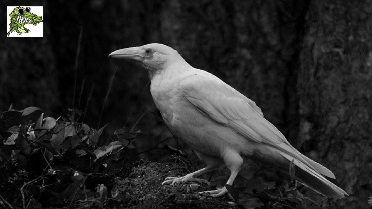 Птица объявится белая ворона. Ворона альбинос. Грач альбинос. Ворон альбинос. Белая ворона альбинос.