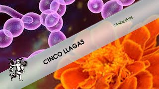 CINCO LLAGAS
