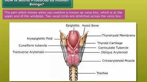 How is Sound Produced by Human Beings