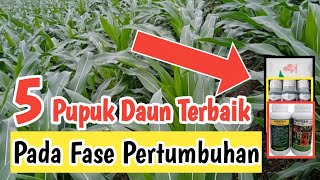 5 Best Foliar Fertilizer Recommendations for Corn
