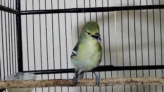 sirtu malas bunyi pasti nyaut dengar pangilan sirtu ini.