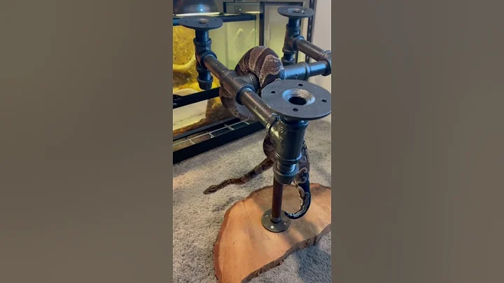 Beautiful GHI girl. #reptiles #pets #animals #pet #shorts #snake #snakes #ballpython #cute #animal