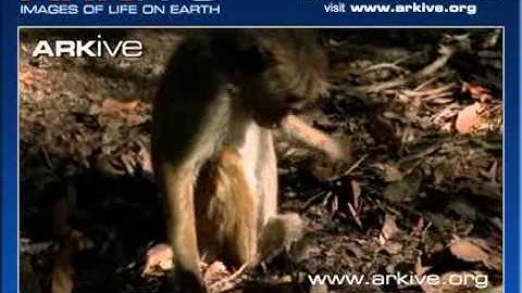 ARKive video FD1C9BBA FBB3 4601 B51A 5BF7D217765B