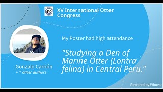 Studying A Den Of Marine Otter Lontra Felina In Central Peru