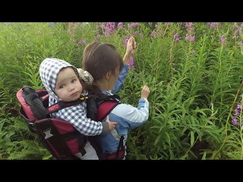 Video: Medicinske Egenskaber Ved Ivan Te Eller Ildgræs