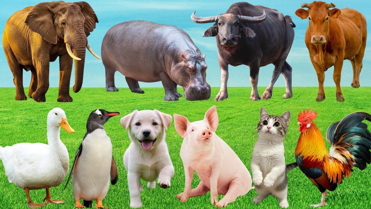 🎶 Khúc Hát Đồng Quê 