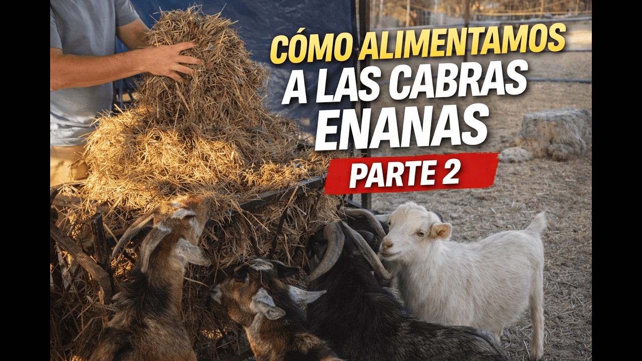 Cabras enanas: guía básica para principiantes | Cuidado, alimentación y casos especiales 🐐 | Parte 2