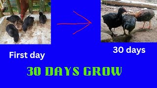 30 days grow|isang buwang paglaki ng sisiw#chicken #farm