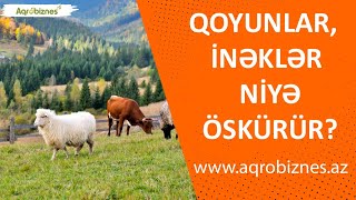 Qoyunlarda Beyin Qurdunun Səbəbi Nədir? Baytar Həkimin Tövsiyələri