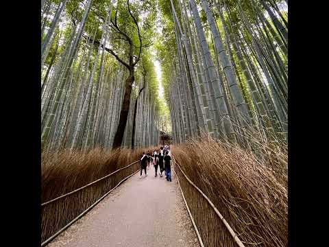 Video: Kjótský bambusový les: Kompletní průvodce