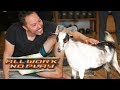 All Work No Play: Goat Yoga