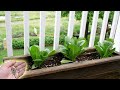 How To Growing, Fertilizing, And Harvesting Romaine Lettuce from Seed indoors | Lettuce Plant Care