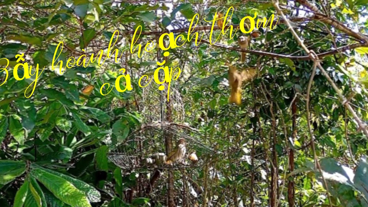 Bẫy chim giải trí.bẫy hoành hoạch thơm xuyên đôi