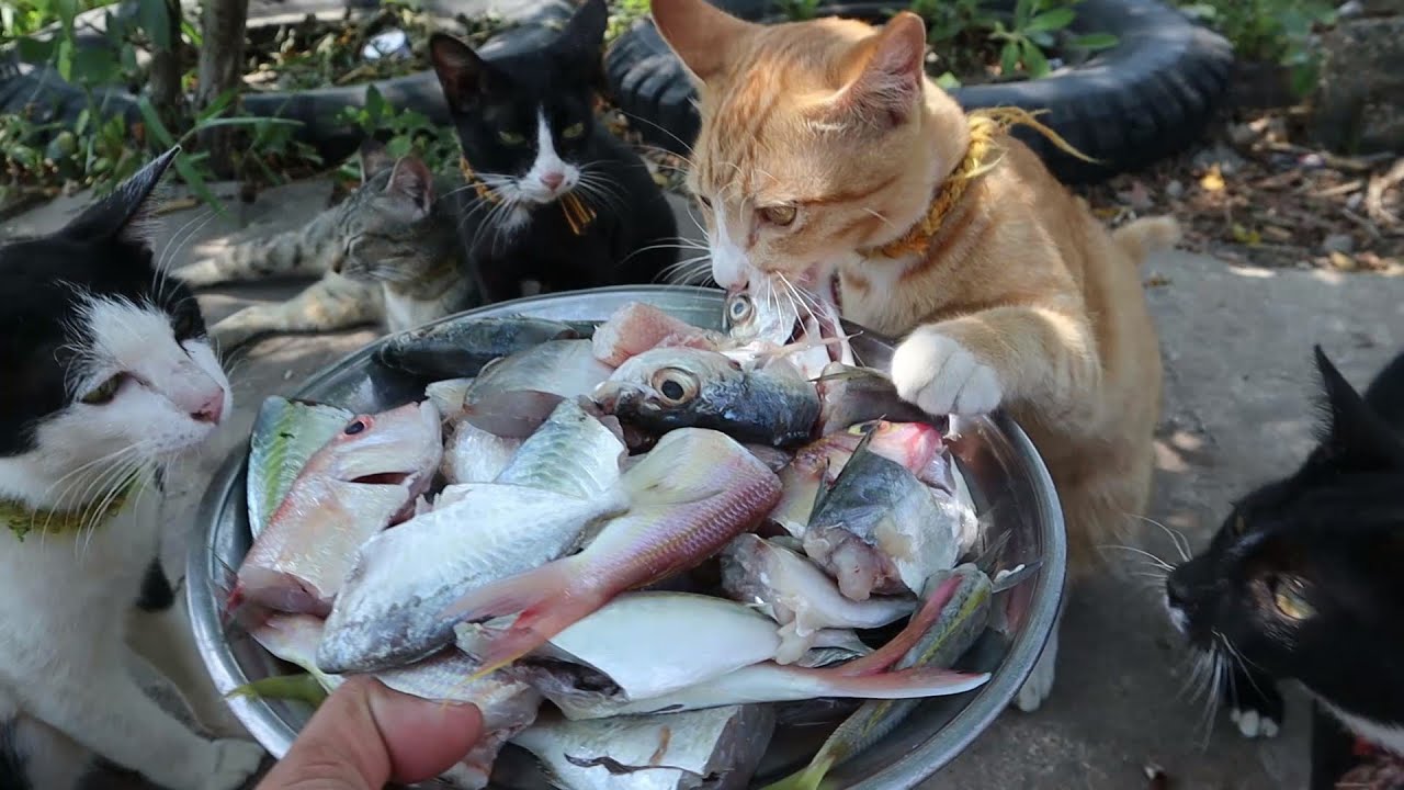 Feeding Cats Eating Raw Fish Kitten Eating Raw Fish Cats Fish YouTube feeding-cats-eating-raw-fish-kitten-eating-raw-fish-cats-fish-youtube