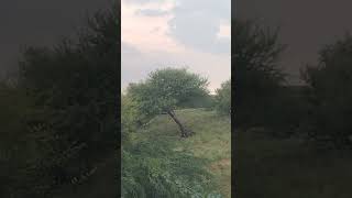 #village life#thar desert #dhora dharti
