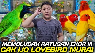 KIOS SINGGIH ! DATANG RATUSAN LOVEBIRD CUMA 70 RIBU, CAK IJO MINI 40 RIBU, CAK IJO BIG 200 RIBUAN