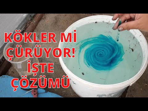 Video: Fusarium Solgunluğu - Palmiye Ağaçlarında Fusarium Solgunluğu Nasıl Tedavi Edileceğine İlişkin İpuçları