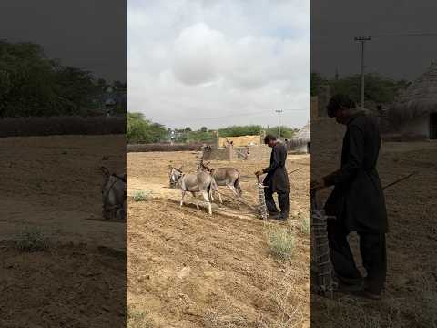 في الحر الشديد يمارس الصبي عمله الزراعي وهو تقليد قديم لا يزال مستمرا