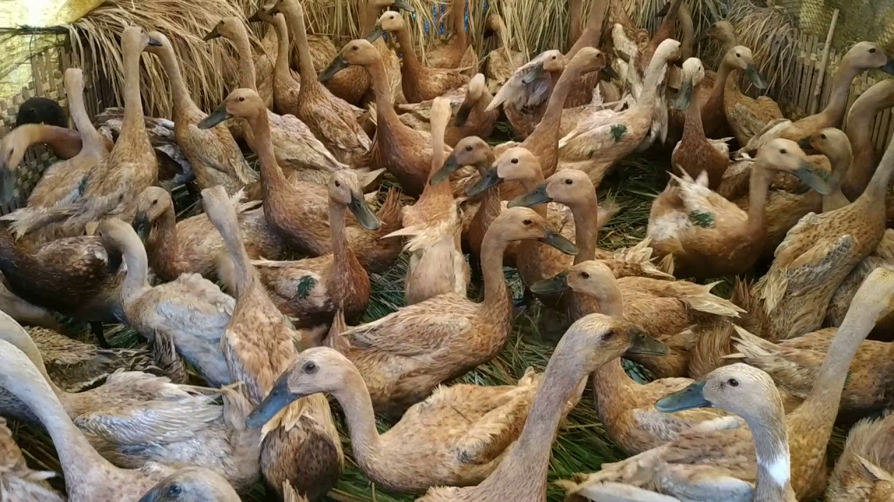 Budidaya Bebek Petelur - Padat Tebar #2 