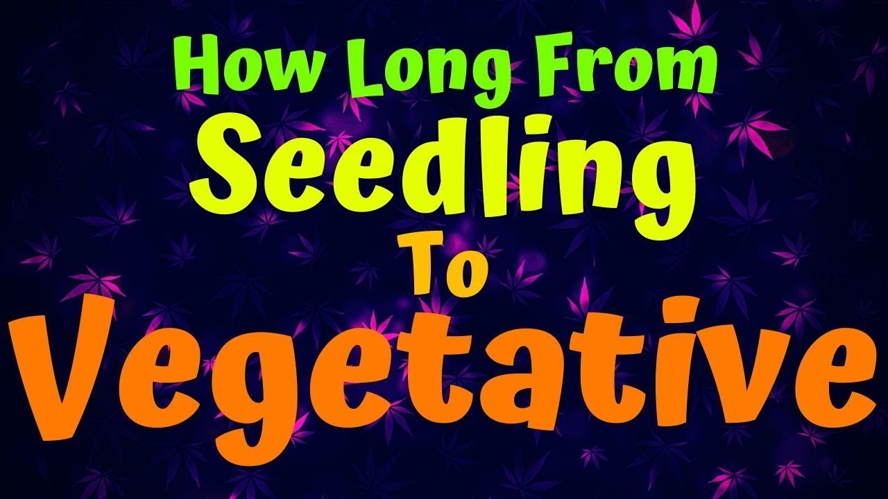 How Long From Seedling To Vegetative