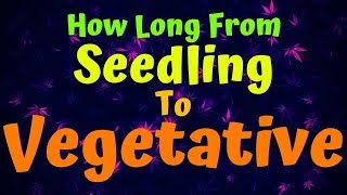 How Long From Seedling To Vegetative Resimi