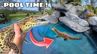 TRAINING OUR CROCODILE TO SWIM IN THE POOL ! WHAT HAPPENS ?!