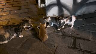 Istanbul street kittens & mom eating dinner by Elsa and Dalila  348 views 8 months ago 45 seconds