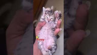 #funny #animal #video #subscribe