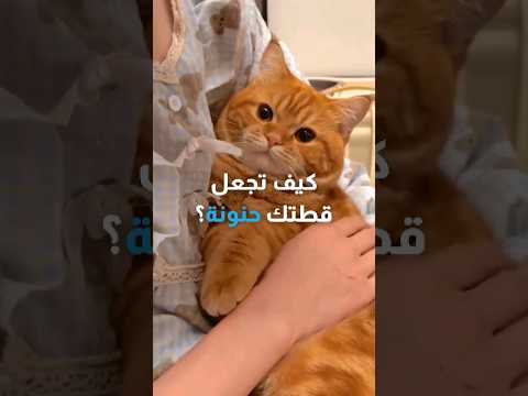 كيف تجعل قطتك حنونة