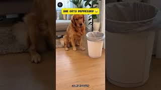 Camera caught Dog gets depressed after trying to stop her puppy 🐶 😂 #funnyanimals