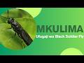 Mkulima Ufugaji Wa Black Soldier Fly BSF 