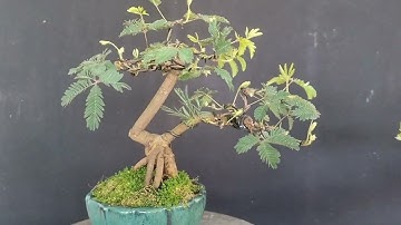 Đã bán. Bonsai hoa trinh nữ, hàng hiếm khi có nha cả nhà. Lhe 0943133327