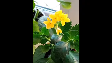 Каланхоэ. Подкормки.