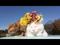 I'm Yours*大橋トリオ