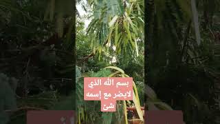 بسم الله الذي لايضر مع إسمه شئ #كن_ذا_أثر