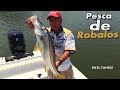 Pesca de Robalos , Troleo en el Tamesi