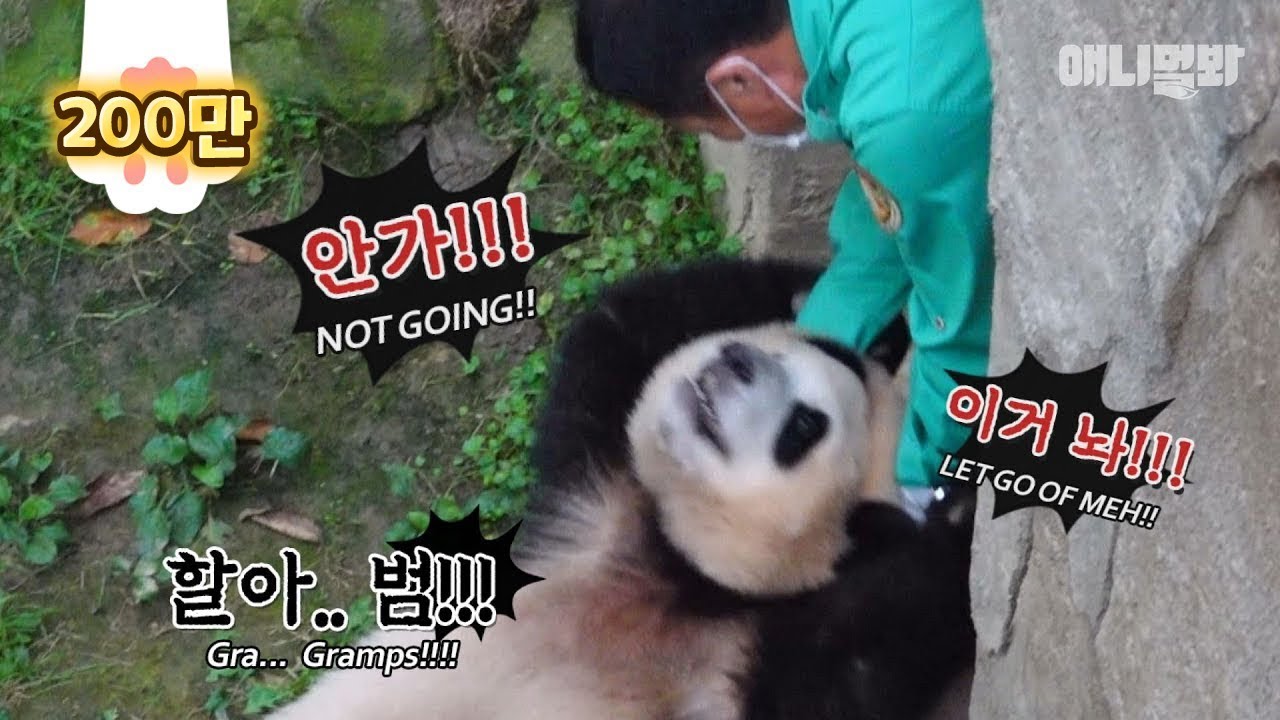 Взрослые пабао не слушают