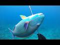 【素潜り魚突き】2026年3月24日【spearfishing in JAPAN】