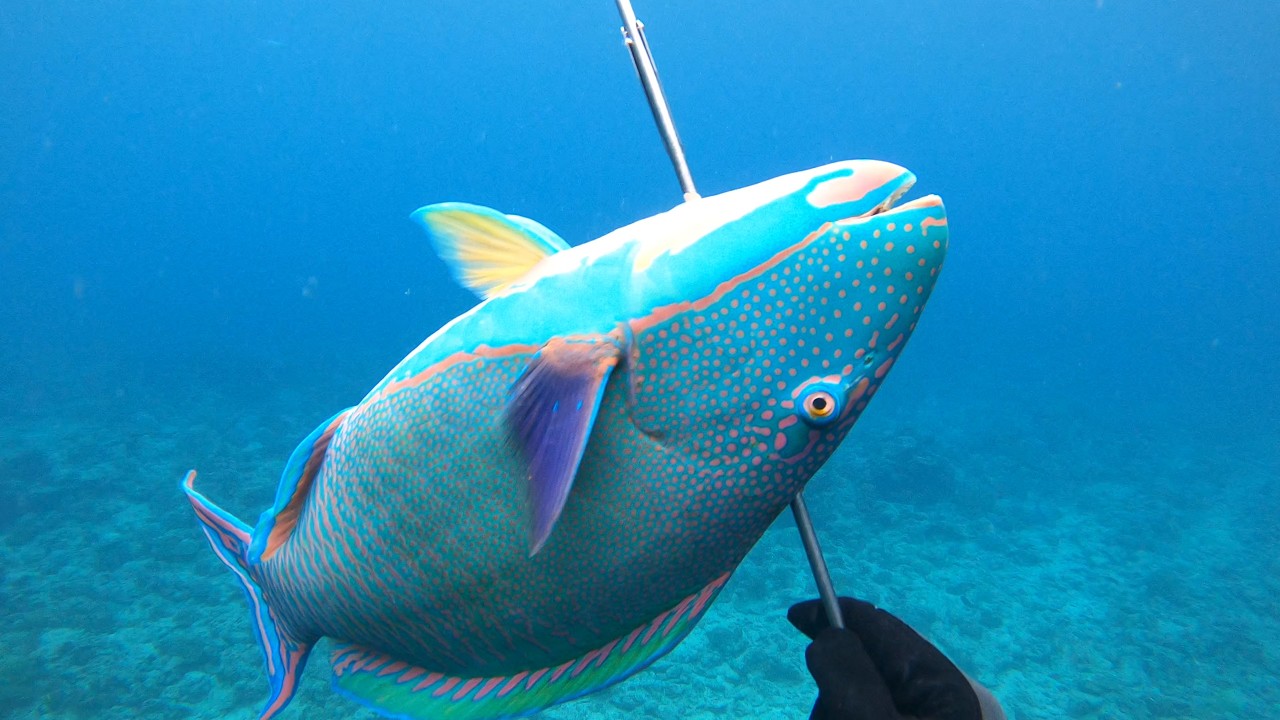 銛　素潜り　魚　魚つき 素潜り魚突き】2026年3月24日【spearfishing in JAPAN】 - YouTube