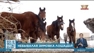 Как пытаются спасти лошадей от падежа в СКО?