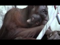 🐵生後45日目のオランウータンの赤ちゃん Borneo orangutang